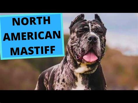 American Mastiff Brindle Mastiff Hot Deal | www.pinnaxis.com