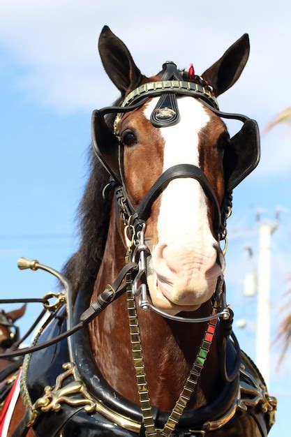 Premium Photo | Budweiser clydesdale horses