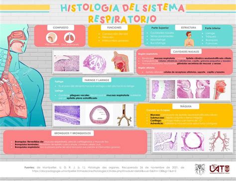 Sistema Respiratório Histologia Notas de aula Histologia verloop io