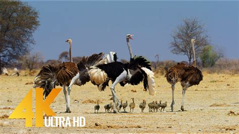 4k Africal Wildlife Ostrich The Flightless Bird Proartinc