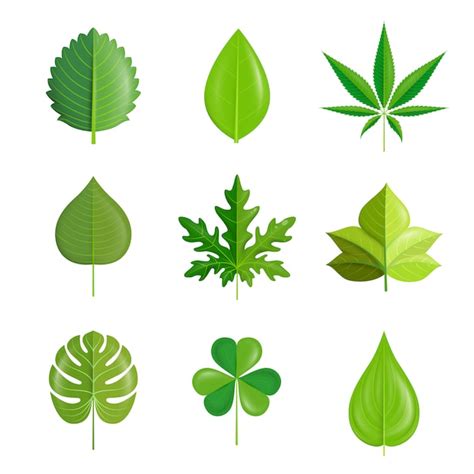 Premium Vector Green Leaf Set