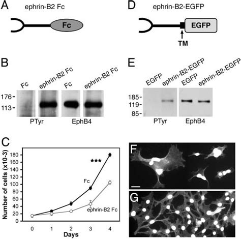 Ephb4 Activation By Ephrin B2 Inhibits Mda Mb 435 Cancer Cell Download Scientific Diagram