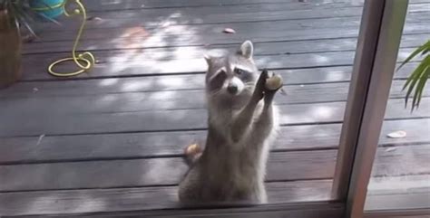 Clever Raccoon Knocks On A Glass Door With A Rock When The Cat Food Bowl Is Empty