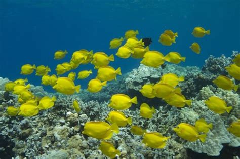 The Truth About Yellow Tang Collecting In Hawaii Reef Builders The