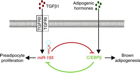 Schematic Model Of MiR 155 Regulated Brown Adipogenesis MiR 155 And