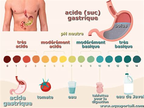 Acide Gastrique D Finition Et Explications