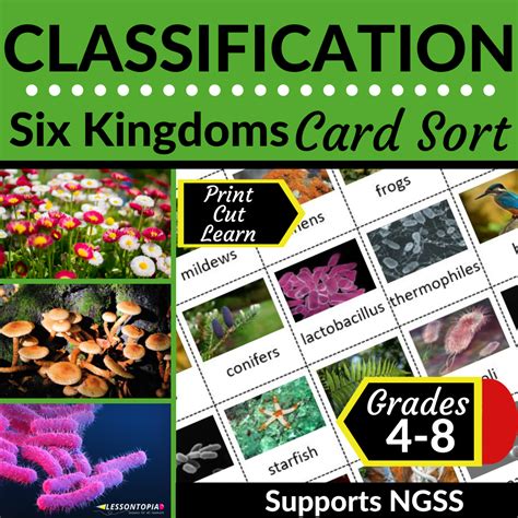 Six Kingdoms | Classification | Card Sort - Classful