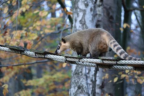 100+ Free Coati & Animal Images - Pixabay