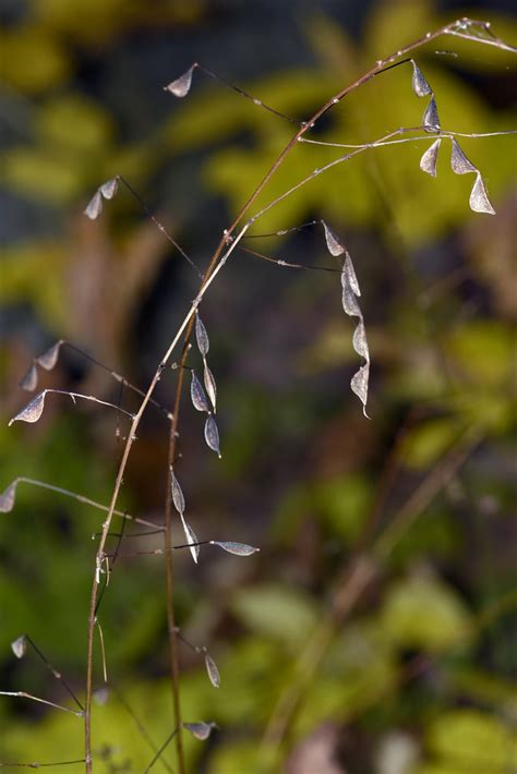 Naked Tick Trefoil W Base Chickatawbut Hill Blue Hills Re Flickr