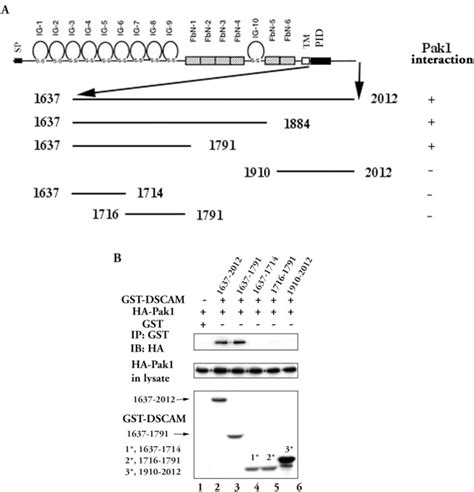 The Down Syndrome Cell Adhesion Molecule Dscam Interacts With And