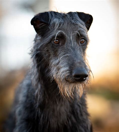 Deerhound Royal Canin, 57% OFF | www.pinnaxis.com