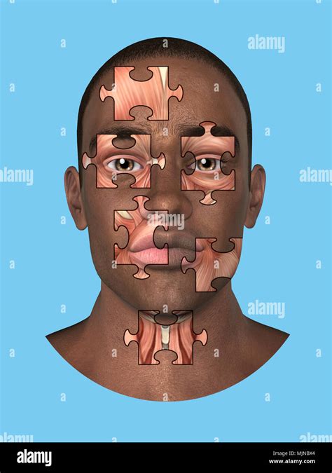 Anatomie humaine muscles de face Banque de photographies et dimages à