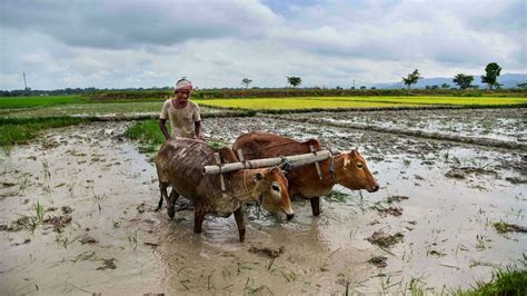 Scanty Rainfall In South Central India To Hit Oilseeds Pulses And