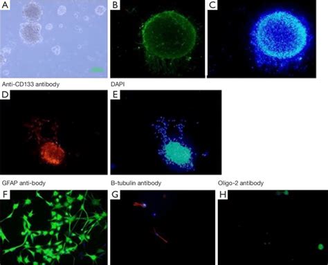 Cell Culture And Immunocytochemistry Of Neural Stem Cells Nscs The Download Scientific