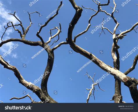 Dead Oak Tree City Park Stock Photo 1461810053 Shutterstock