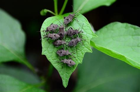 カメムシどっさり バスリコのつぶやき 楽天ブログ