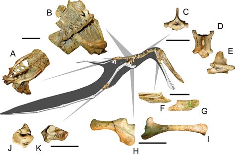 Ceratopsid tooth, diplodocid vertebra + endocranial anatomy of ...