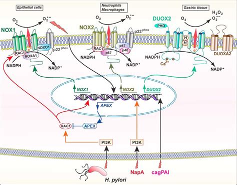 Regulation Of Nox By H Pylori Nox Is Induced In Gastric Epithelial