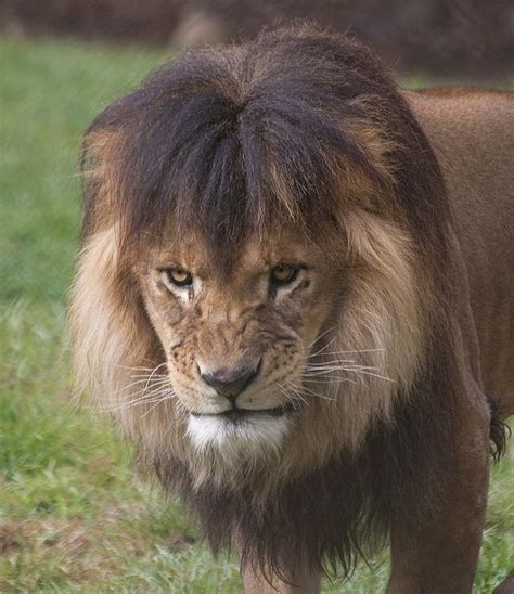 Bad Hair Day Animals Beautiful Fierce Animals Unique Animals