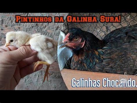 Mostrando Os Pintinhos Da Galinha Sura Galinhas Chocando Ovos De