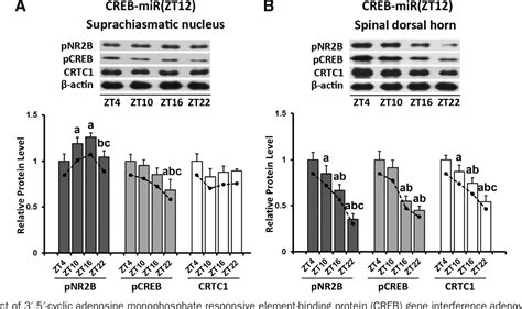 Figure 7 From Regulation Of The NR2B CREB CRTC1 Signaling Pathway