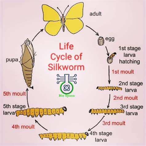 The Life Cycle Of Silkworm The Life Cycle Of Silk Biological Science