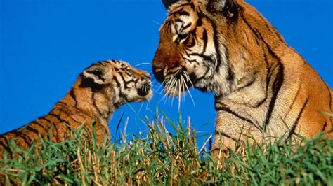 Maman tigre et bébé