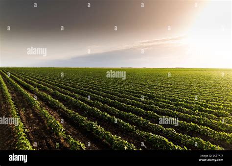 Open soybean field at sunset.Soybean field Stock Photo - Alamy