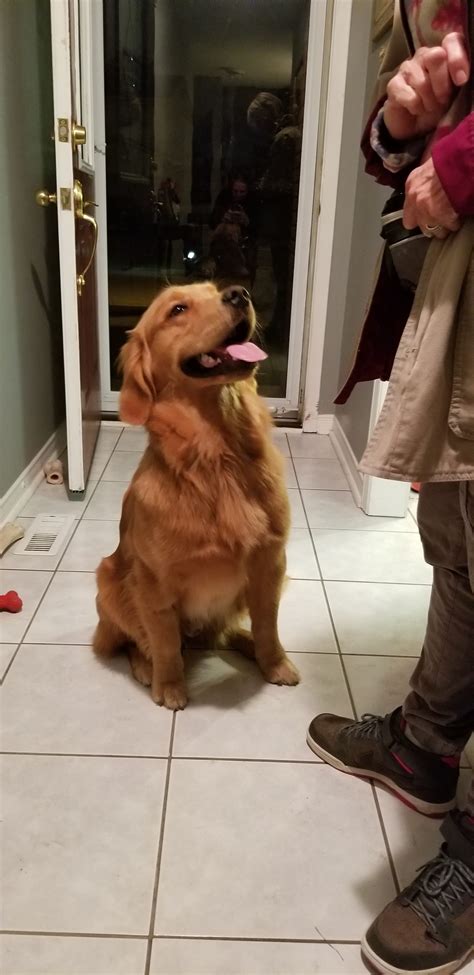 Sit Happens Dog Training Georgetown - Balanced Dog Training