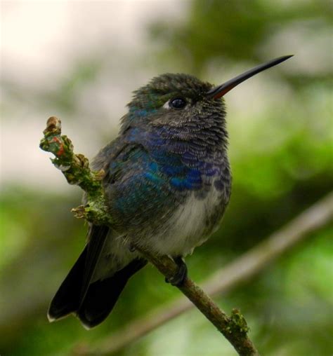 Foto Beija Flor De Peito Azul Chionomesa Lactea Por Paulo Vale