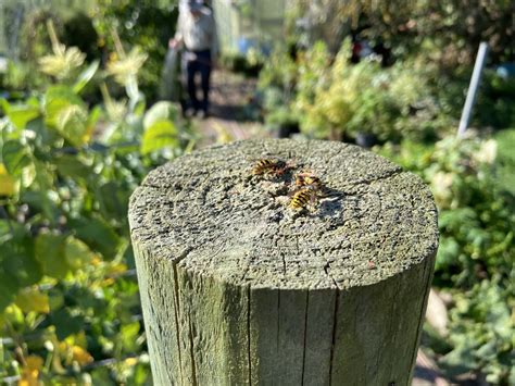 How to locate and treat a European wasp nest | Calmer Farmer