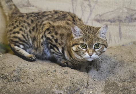 Black Footed Cat Nathan Rupert Flickr