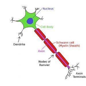 Nodes of Ranvier Function