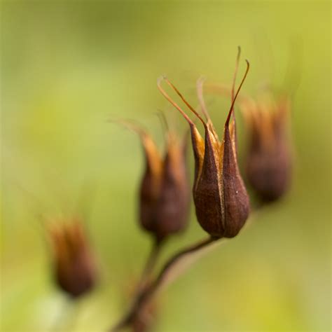 St John S Wort Seed Heads Louisa Billeter Flickr