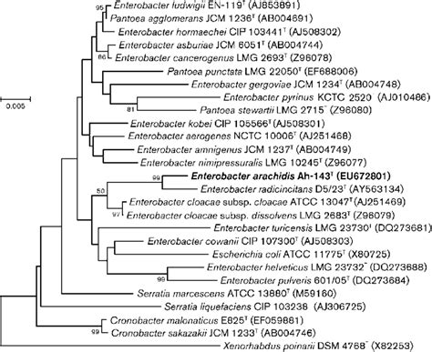 Phylogenetic Tree Based On 16s Rrna Gene Sequence Comparison Showing