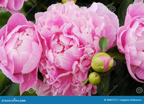 Beautiful Pink Peonies In The Summer Garden Stock Image Image Of