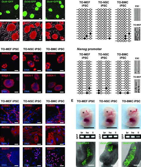 Characterization Of Ipscs Generated From Tetracycline Inducible Oct