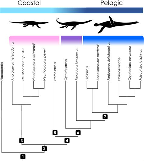 Plesiosaur Size Comparison