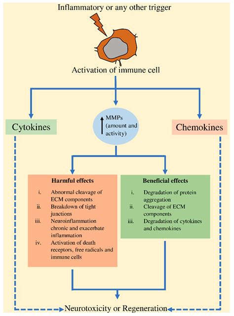 Ijms Free Full Text Multifaceted Role Of Matrix Metalloproteinases