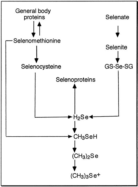 Selenomethionine A Review Of Its Nutritional Significance Metabolism