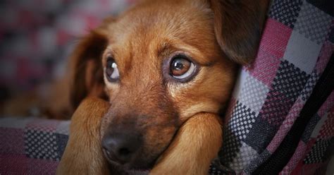 Comment prendre la température d un chien Ça m intéresse