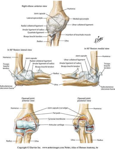 Musculoskeletal Exam 3 Flashcards Quizlet