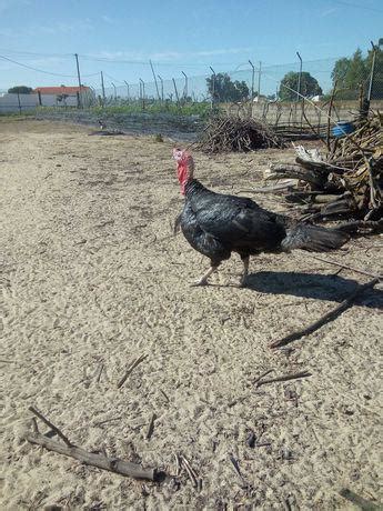 Peru Macho Ano Femea Animais Fevereiro Clasf