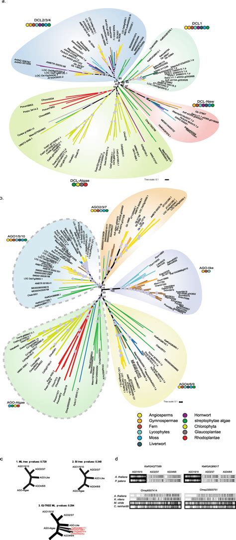 Phylogenetic Trees Of AGO And DCL Involved In Small RNA Pathways Across