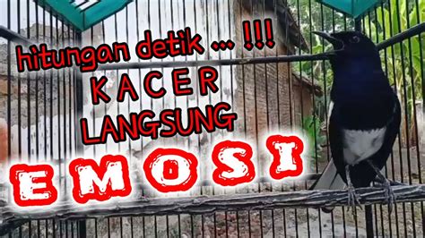 KACER GACOR NGEPLONG CUKUP HITUNGAN DETIK AMPUH BIKIN KACER LAIN JEBOL