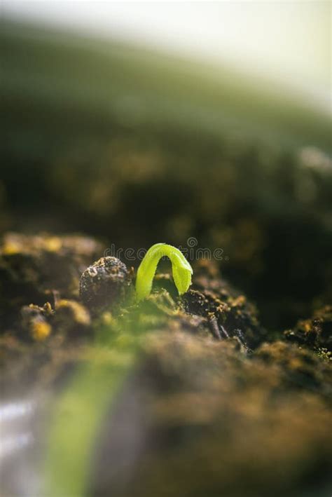 Tiny Green Sprout In Soil Stock Photo Image Of Environment 124978036