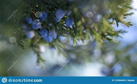 Beautiful Bush of a Juniper with Berries Stock Photo - Image of plant ...