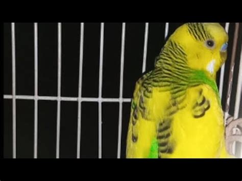 The Most Beautiful Stralian And Cocktails Birds Youtube