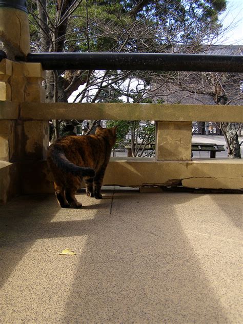 気付くと戻ってました 町猫 旅猫 猫は何処にでもいるよ