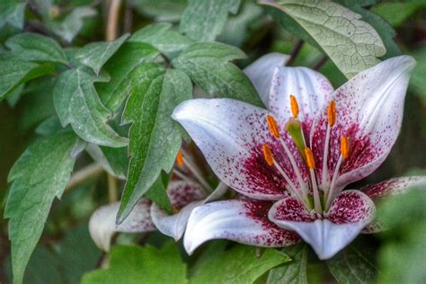 Gambar Alam Mekar Menanam Daun Bunga Berkembang Botani Flora